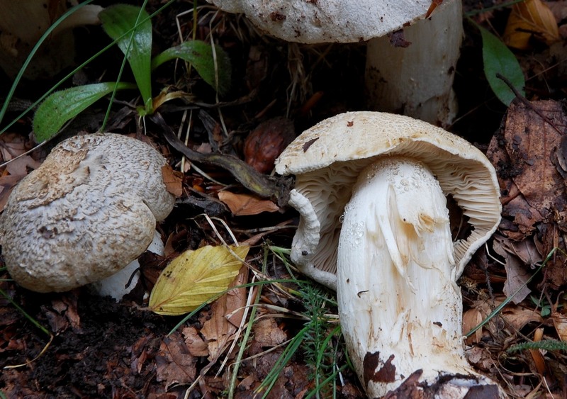 Tricholoma filamentosum o Tricholoma pardinum v filamentosum